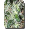 364 pulsar-buddha-seeds-cannabisgreen 1011613090