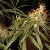 c13-haze-dna-cannabis-seeds